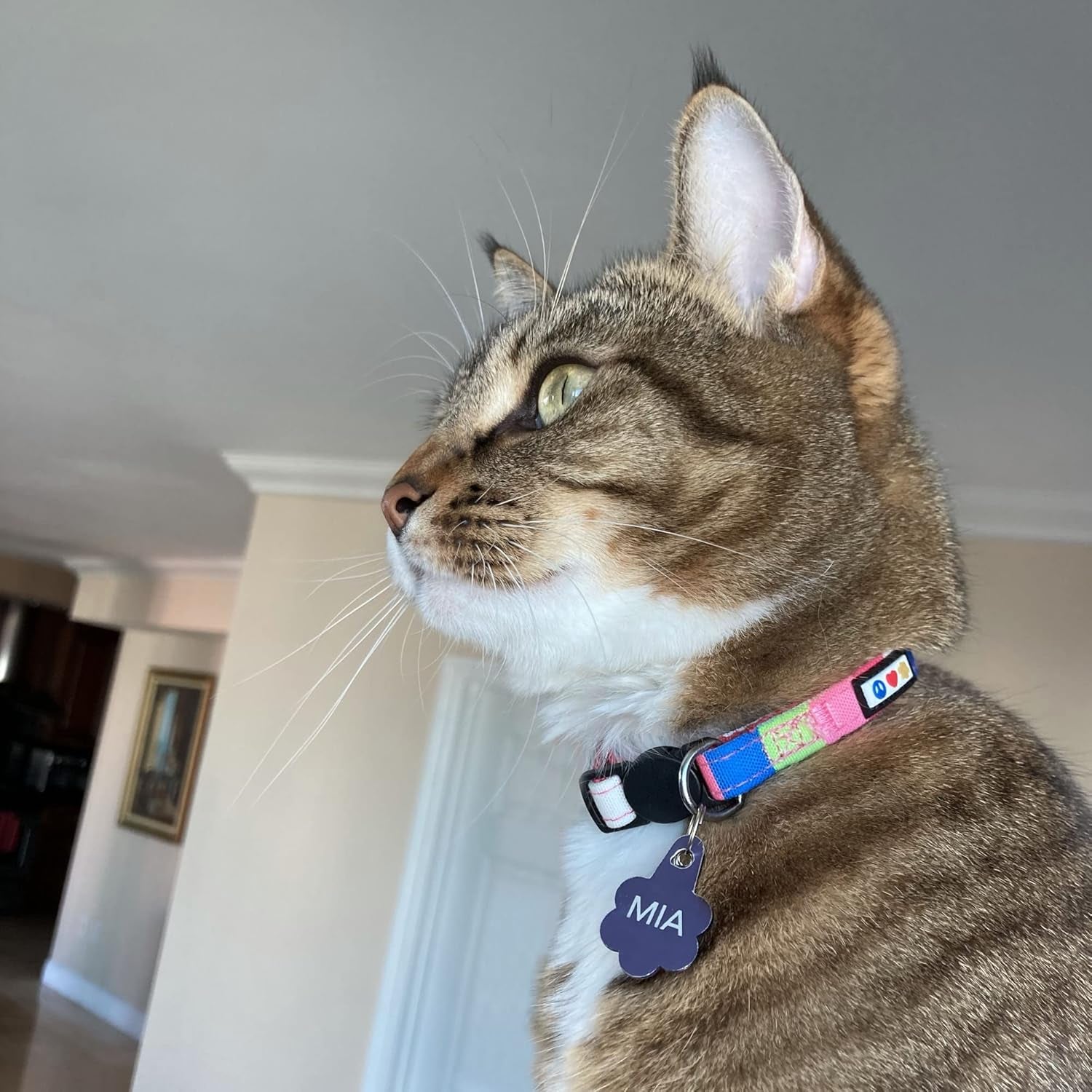 Pet Multicolor Cat Collar Teal/Pink/Purple with Safety Buckle and Removable Bell for Cats and Kittens